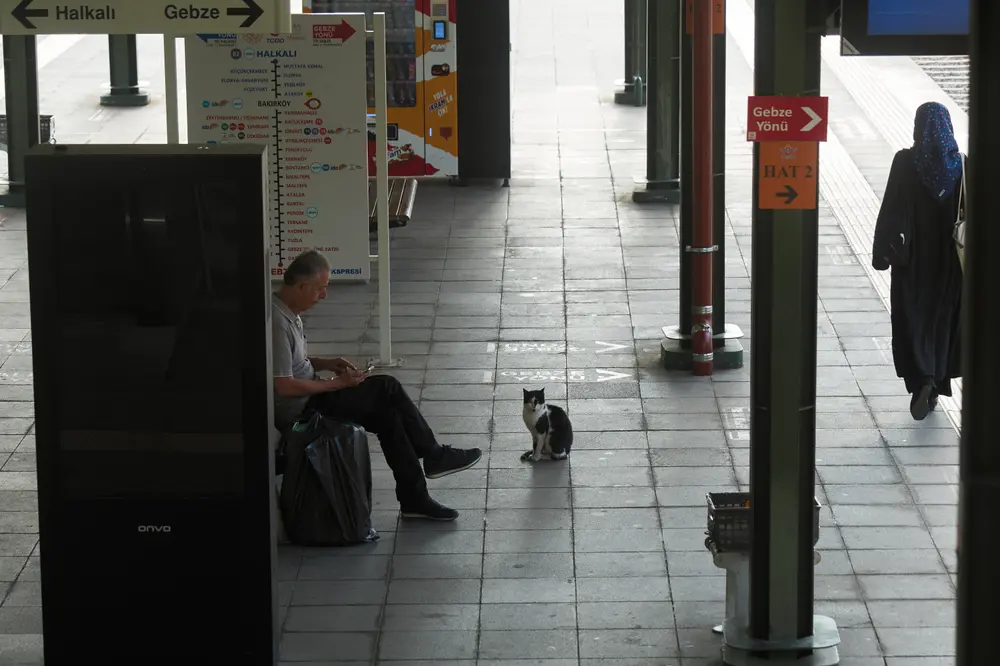 2026-06-07_istanbul_cat-on-train-platform_dsc03629.jpg