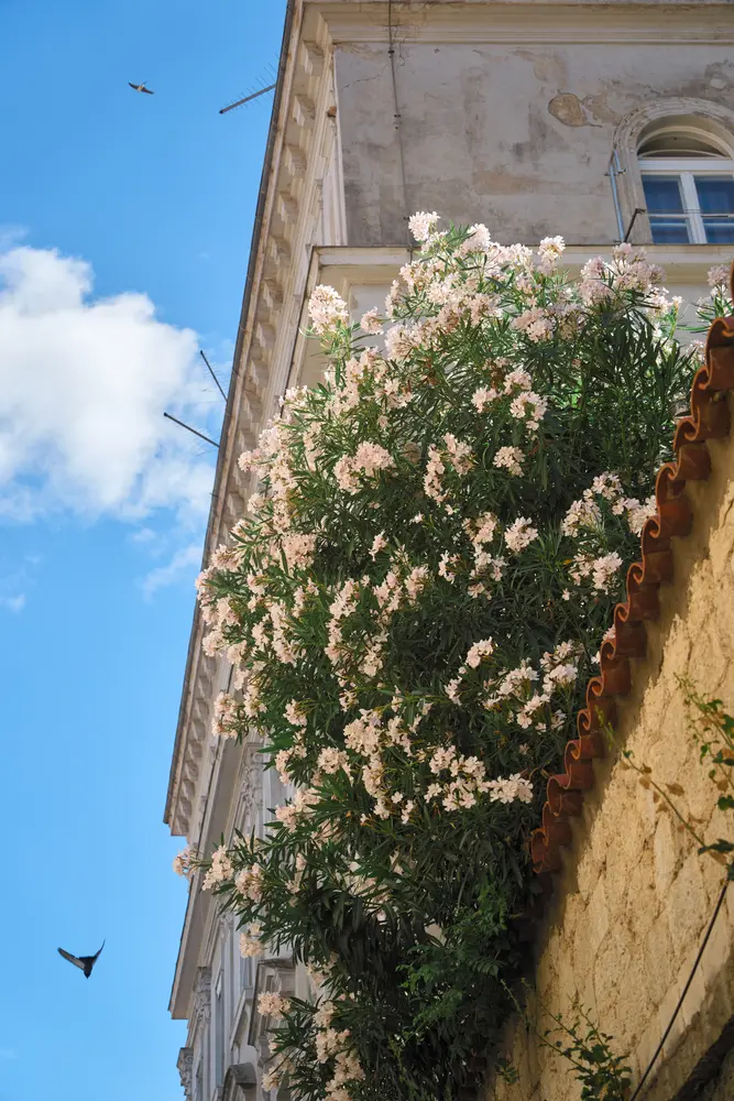 2026-06-12_kotor_flowers-on-stone-facade_dsc05834.jpg