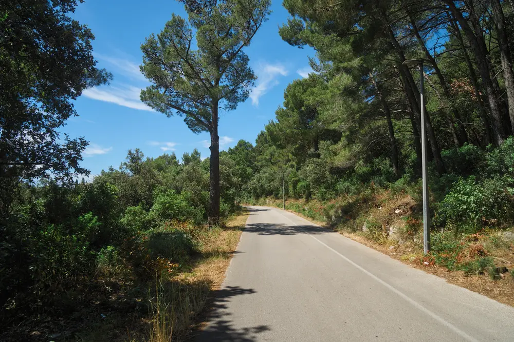 2026-06-14_korcula_pine-lined-road_dsc07057.jpg