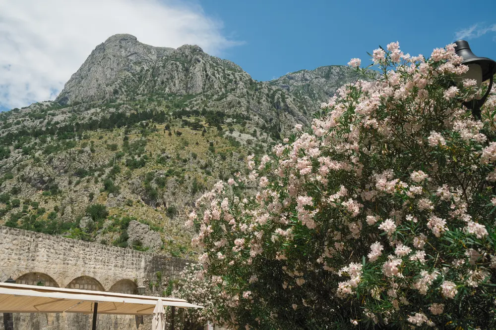 2026-06-11_kotor_oleander-and-mountain_dsc05550.jpg