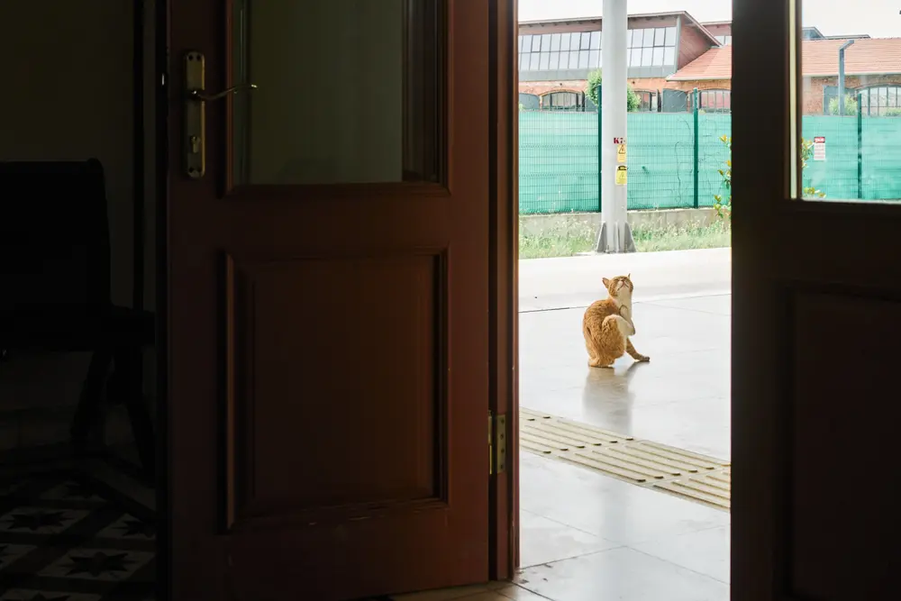 2026-06-09_istanbul_cat-in-doorway_dsc04778.jpg