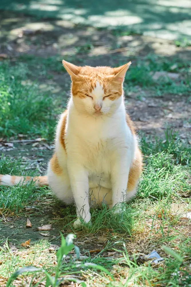 2026-06-12_kotor_cat-sitting-in-grass_dsc06156.jpg