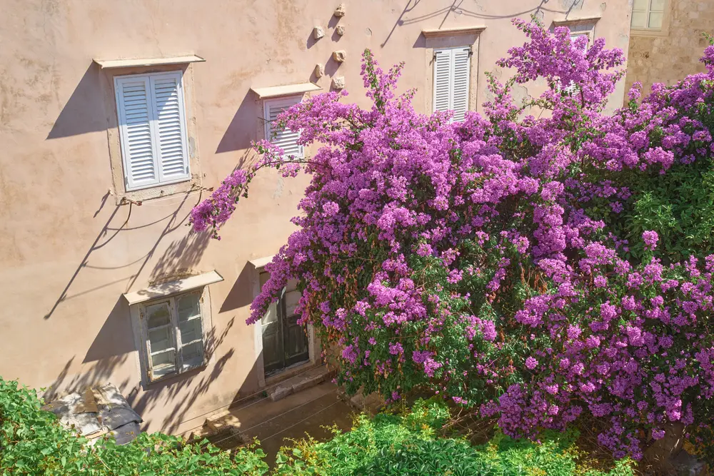 2026-06-10_dubrovnik_bougainvillea-on-house-wall_dsc05068.jpg