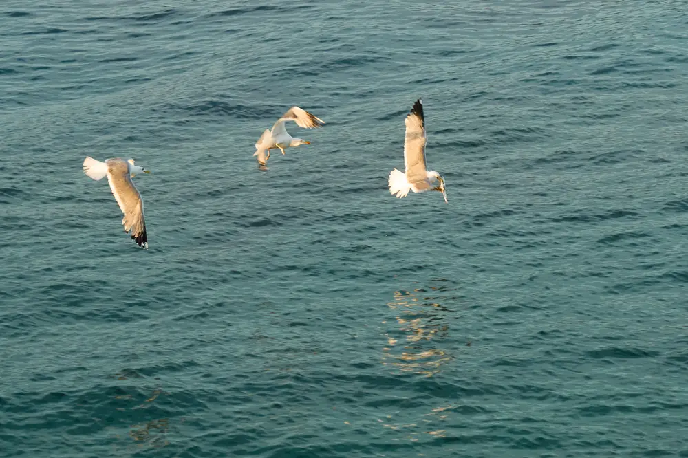 2026-06-14_korcula_gulls-over-water_dsc07199.jpg