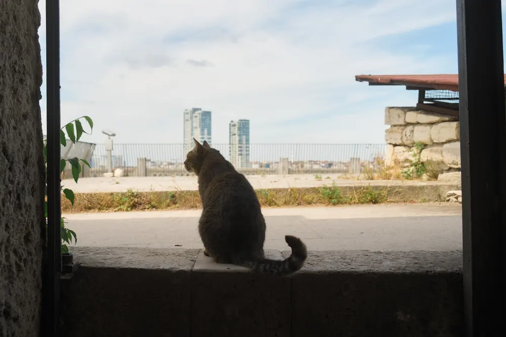 城壁を歩く猫
