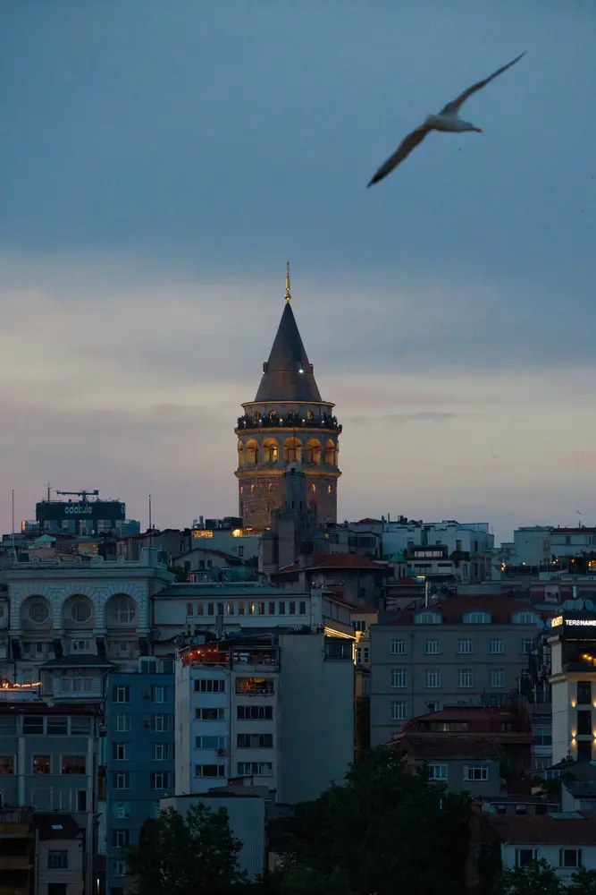 2026-06-07_istanbul_seagull-over-galata-tower_dsc04206.jpg
