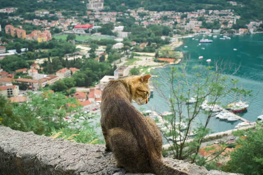 要塞への坂道の猫