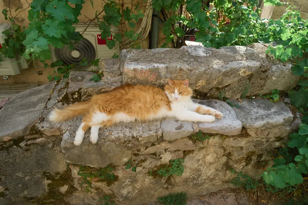要塞への坂道の猫