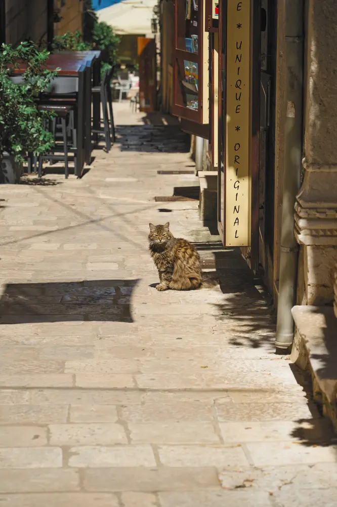 2026-06-14_korcula_cat-in-sunlit-alley_dsc06989.jpg