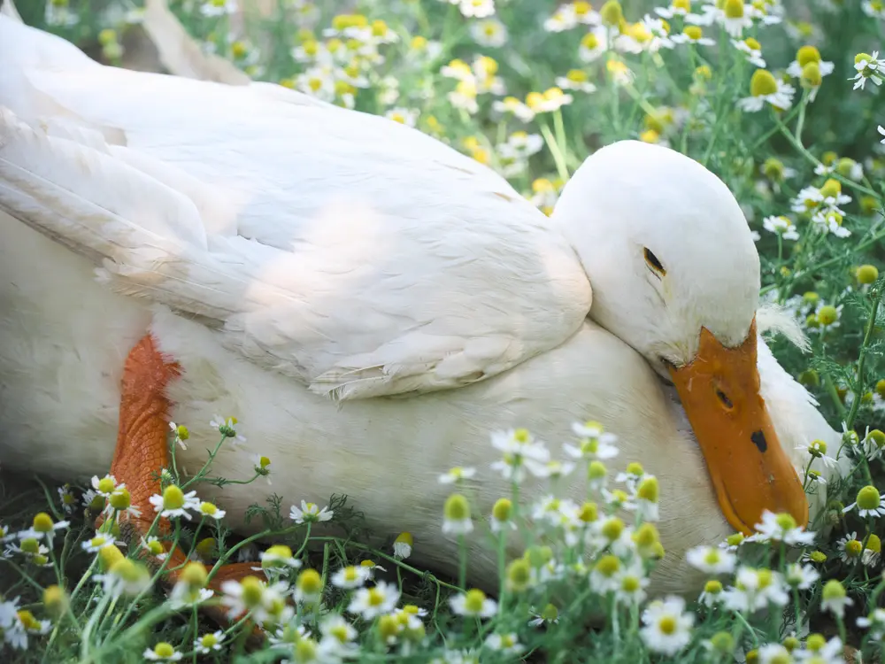2026-06-06_istanbul_white-duck-in-daisies_dsc02846.jpg